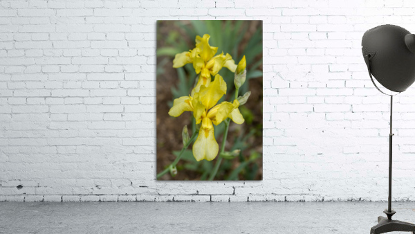 Yellow Bearded Iris 16 Wall Preview