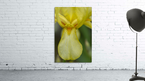 Yellow Bearded Iris 9 Wall Preview