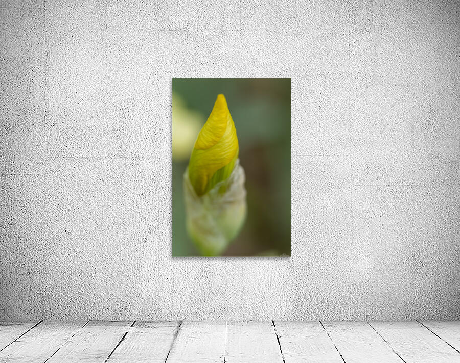 Yellow Bearded Iris 11 Wall Preview