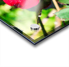 RedRose Acrylic print