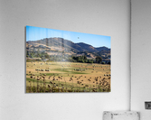 Haaaaay Acrylic Print