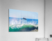 Dolphin Flyaway Acrylic Print