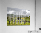 Cloudy Vineyard Acrylic Print