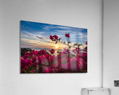 Boug Sunset3 Acrylic Print