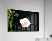 Lily Acrylic Print