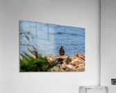 Osprey Profile Acrylic Print