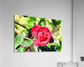 RedRose Acrylic Print
