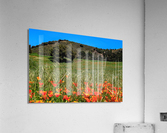 Poppy Oak Acrylic Print