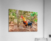 Rooster Acrylic Print