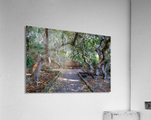 Rose s Garden Acrylic Print
