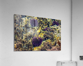 Pirat3e Urchin Acrylic Print