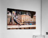 Pier Pelican Acrylic Print