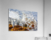 Seafoam Acrylic Print