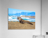 Sealion Sunning Acrylic Print