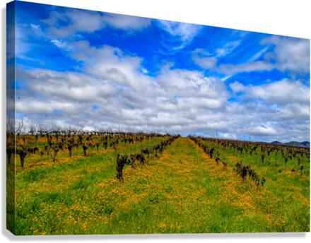 Flowery Vineyard Canvas Print