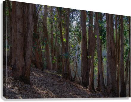 Hazzard Woods Canvas Print