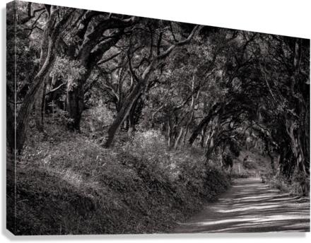 Road to Nowhere Canvas Print