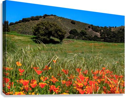 Poppy Oak Canvas Print