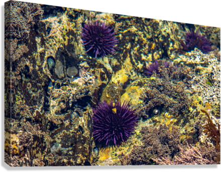 Pirat3e Urchin Canvas Print