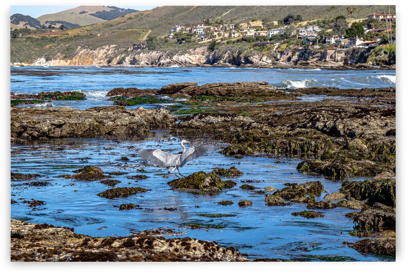 Egret Tidepool by RunAmuck Photography