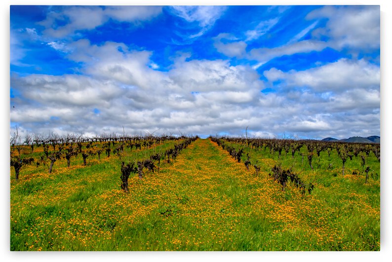 Flowery Vineyard by RunAmuck Photography
