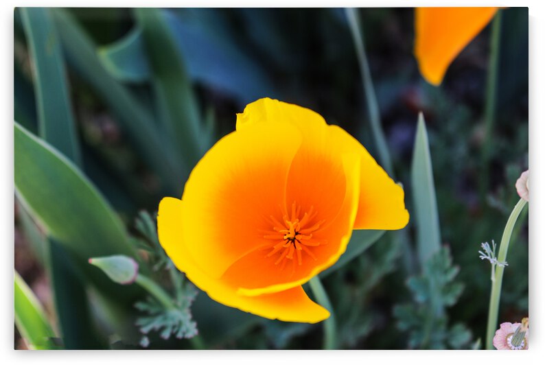 California Poppy by RunAmuck Photography