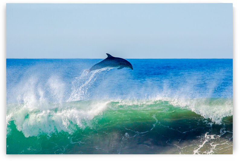 Dolphin Flyaway by RunAmuck Photography