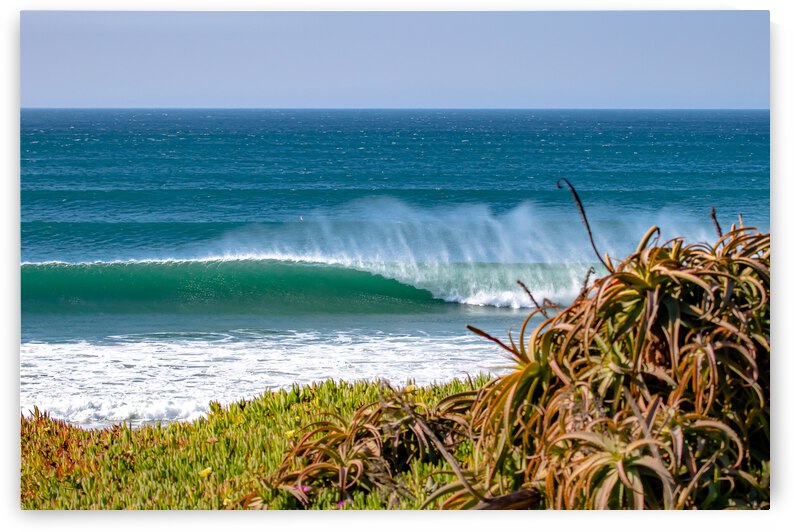 Iceplant Barrel by RunAmuck Photography