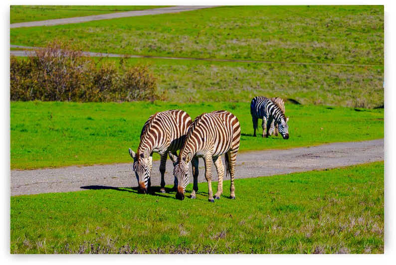 California Zebras Grazing by RunAmuck Photography