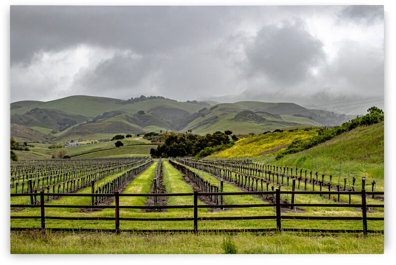 Cloudy Vineyard by RunAmuck Photography