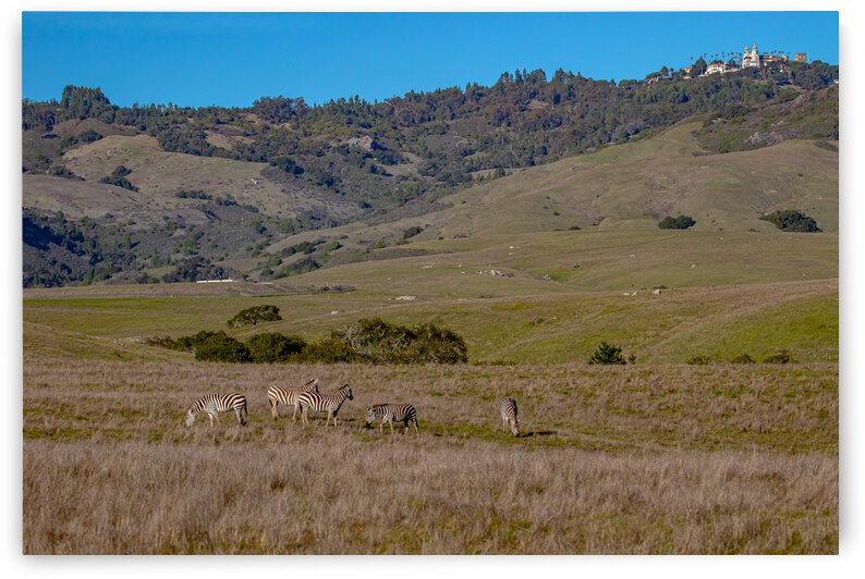 Hearst Castle w zebras 1 by RunAmuck Photography