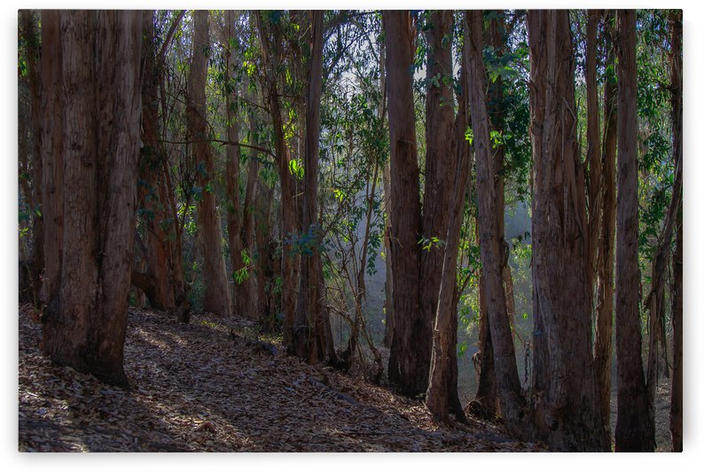 Hazzard Woods by RunAmuck Photography