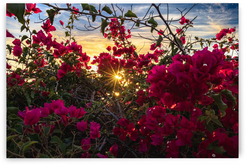 Boug sunset1 by RunAmuck Photography