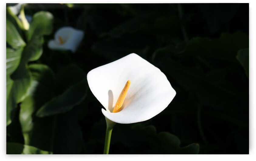 Lily by RunAmuck Photography