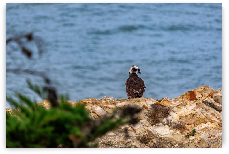 Osprey Profile by RunAmuck Photography