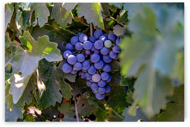 Merlot in the Making by RunAmuck Photography