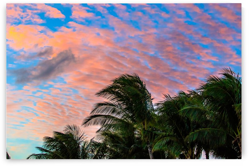 Palm Sunset by RunAmuck Photography