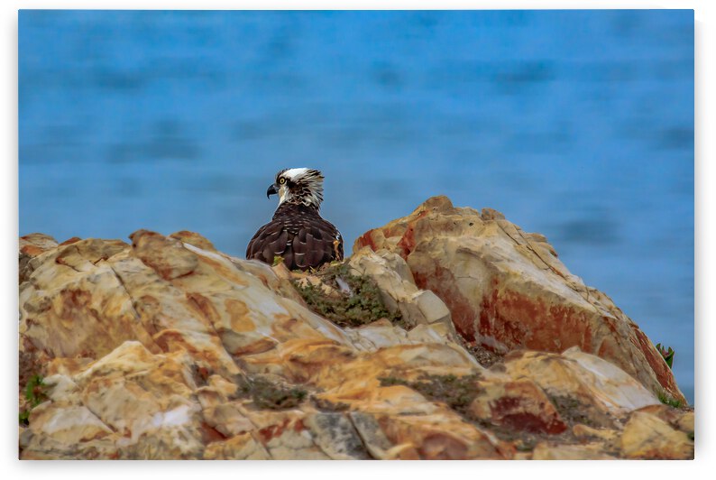 Osprey on Duty by RunAmuck Photography