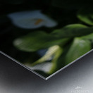 Lily Metal print