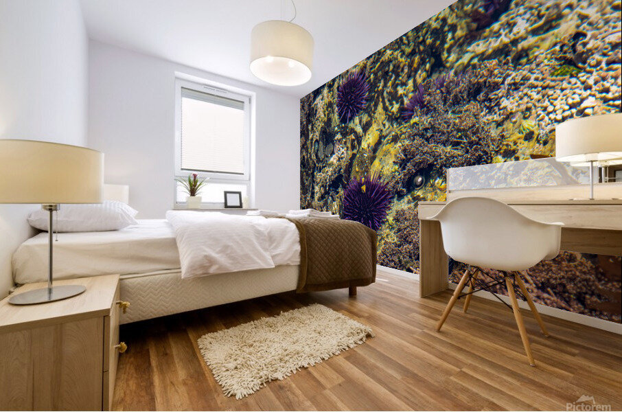 Pirat3e Urchin Mural print