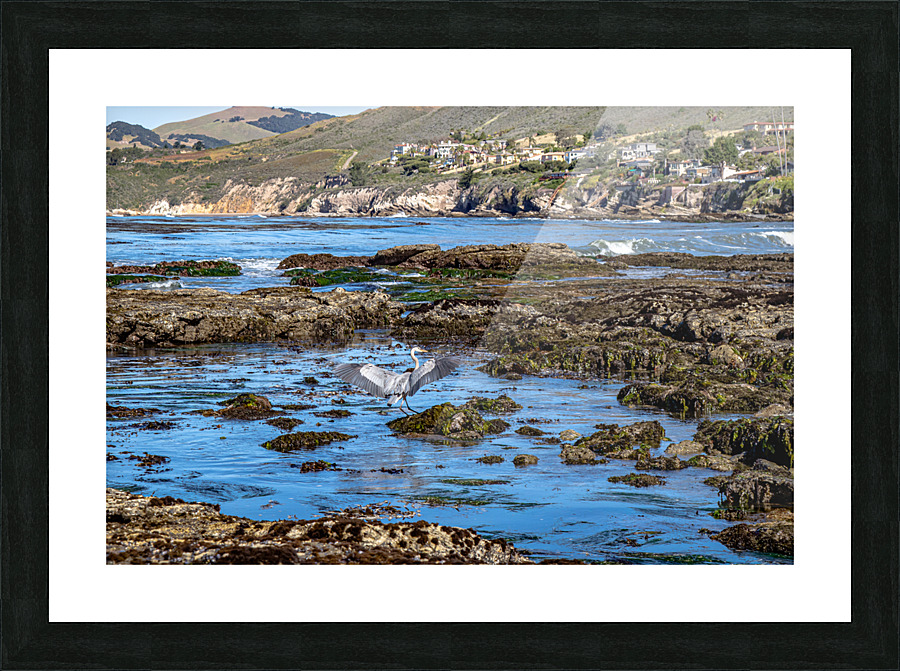 Egret Tidepool Picture Frame print