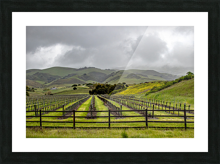 Cloudy Vineyard Picture Frame print