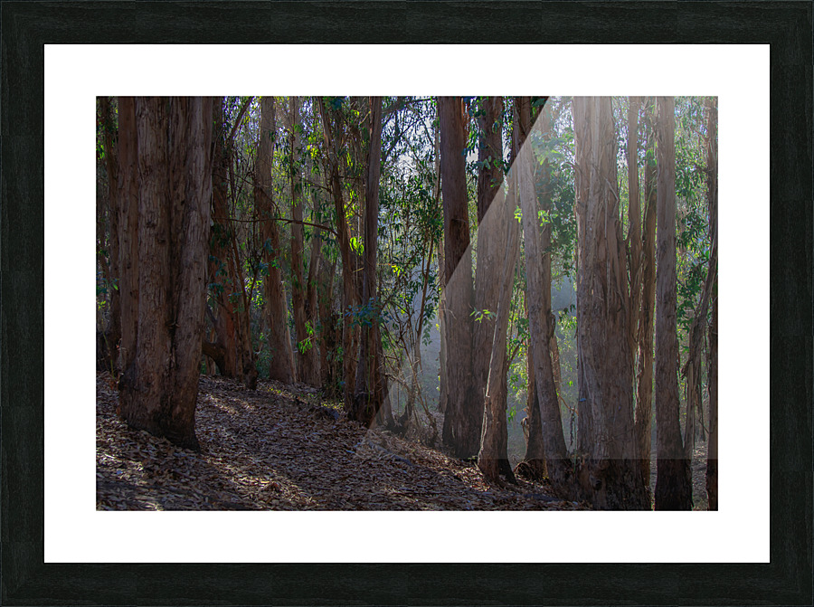 Hazzard Woods Picture Frame print