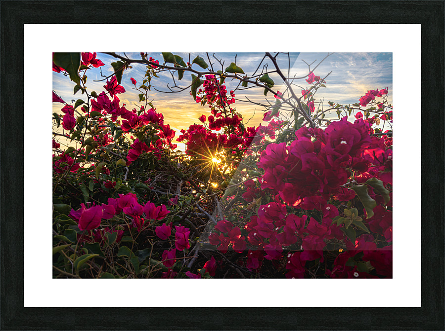 Boug sunset1 Picture Frame print