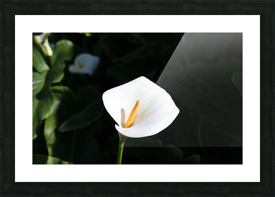 Lily Picture Frame print