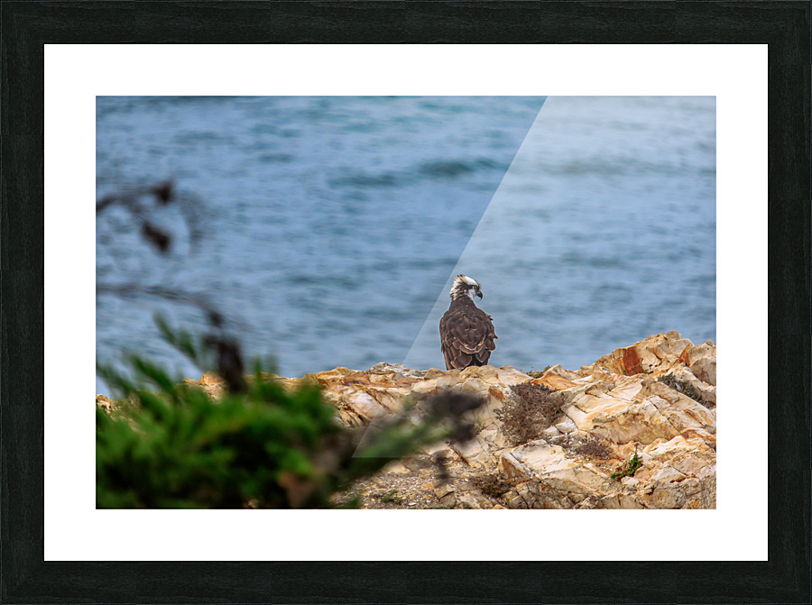 Osprey Profile Picture Frame print