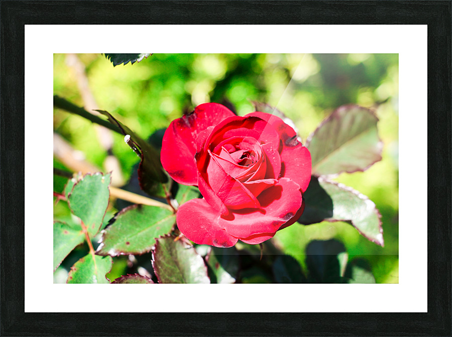 RedRose Picture Frame print