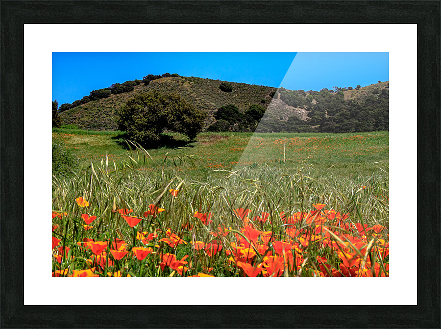 Poppy Oak Picture Frame print