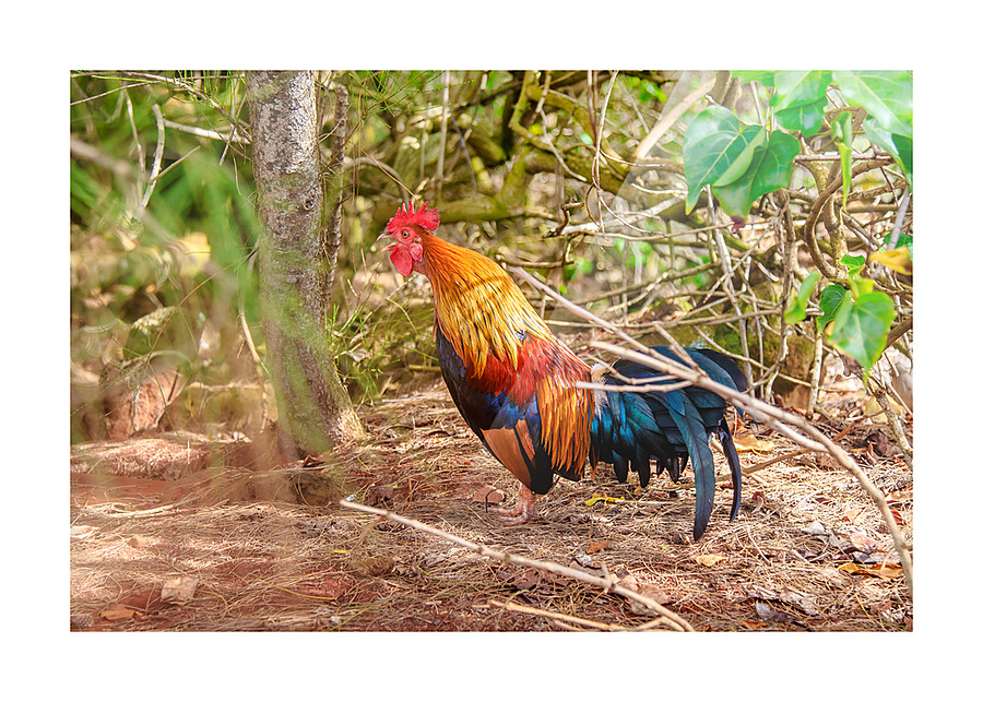 Rooster Picture Frame print