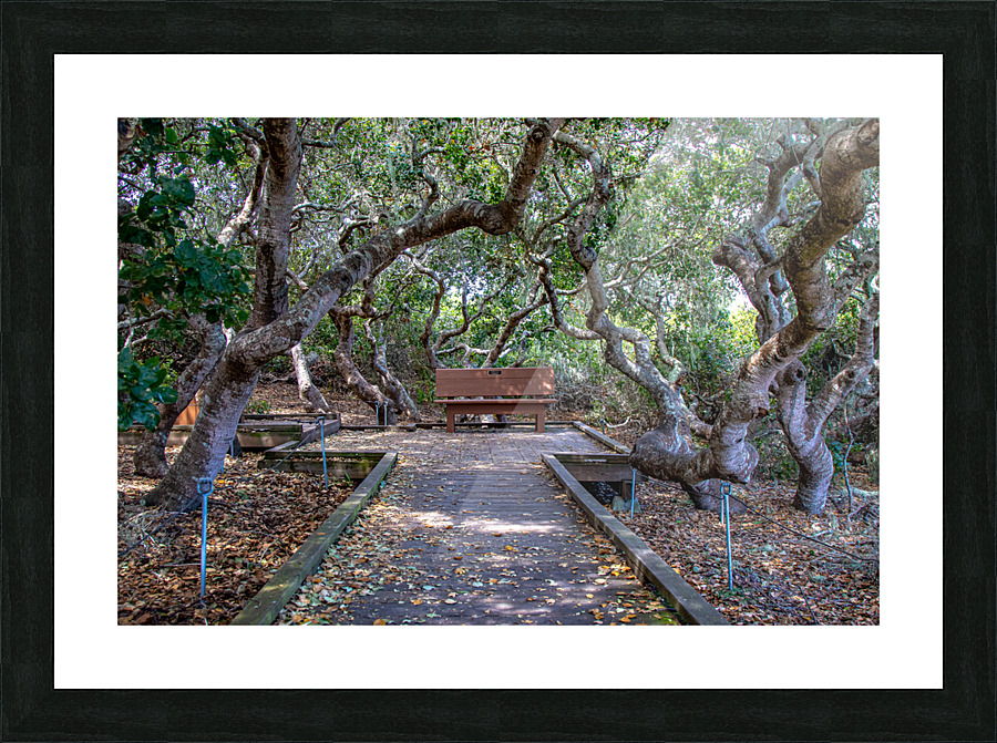 Rose s Garden Picture Frame print